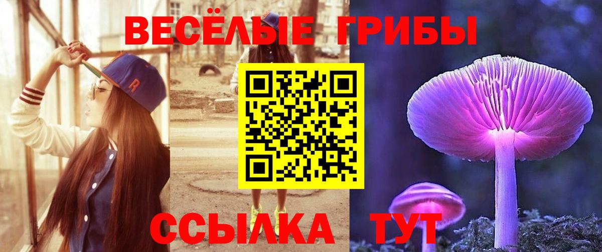 Галлюциногенные грибы Psilocybe Лениногорск